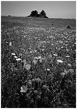 Meadows covered with wildflowers in the spring, Russian Ridge Open Space Preserve. Palo Alto,  California, USA (black and white)