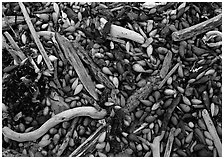 Dried kelp and driftwood, Carmel River State Beach. California, USA ( black and white)