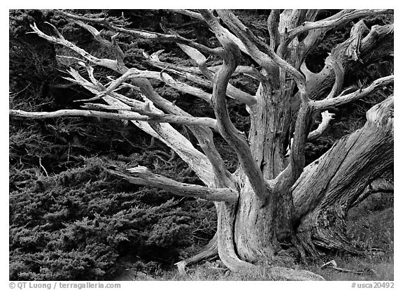 Dead tree. Point Lobos State Preserve, California, USA