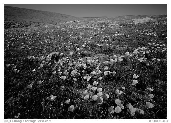 California Poppies, hills W of the Preserve. Antelope Valley, California, USA (black and white)