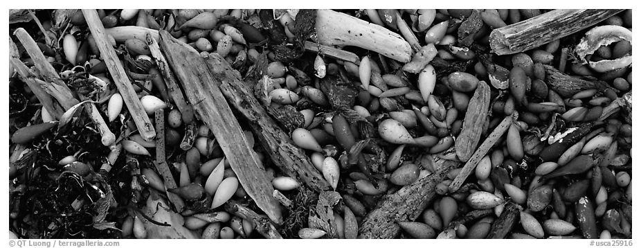 Close-up of beach. Carmel-by-the-Sea, California, USA (black and white)