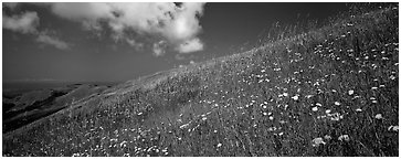 Landscape with grassy hills, wildflowers, and cloud. Palo Alto,  California, USA (Panoramic black and white)