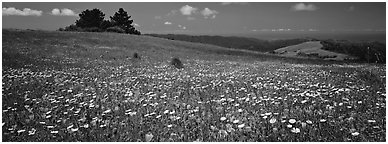 Spring landscape with wildflower carpet. Palo Alto,  California, USA (Panoramic black and white)