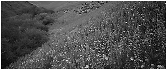 Thick lupine and California poppies on hillside. California, USA (Panoramic black and white)