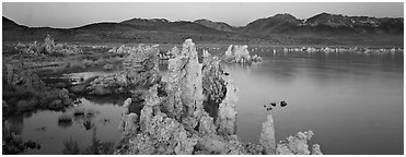 Mono Lake Tufa and Sierra Nevada at dawn. Mono Lake, California, USA (Panoramic black and white)