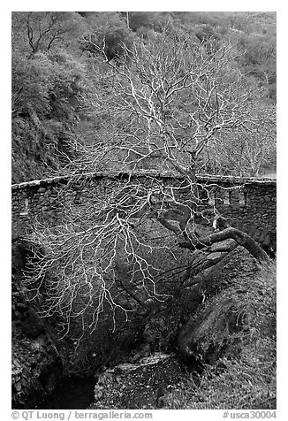 Stone bridge and bare tree,  Alum Rock Park. San Jose, California, USA