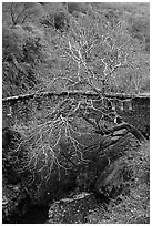 Stone bridge and bare tree,  Alum Rock Park. San Jose, California, USA (black and white)