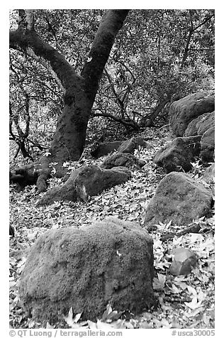 Moss-covered boulders and sycamore,  Alum Rock Park. San Jose, California, USA (black and white)