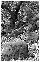 Moss-covered boulders and sycamore,  Alum Rock Park. San Jose, California, USA (black and white)