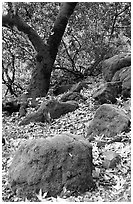 Moss-covered boulders and sycamore,  Alum Rock Park. San Jose, California, USA (black and white)