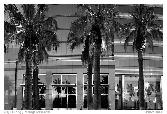 Palm trees reflected in building at sunset. San Jose, California, USA