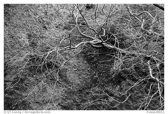 Bare trees, Alum Rock Park. San Jose, California, USA (black and white)