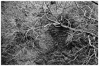 Bare trees, Alum Rock Park. San Jose, California, USA ( black and white)