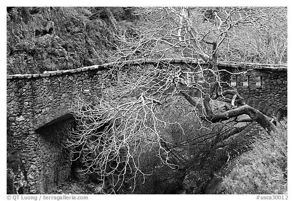 California Buckeye (Aesculus californica) and stone bridge,  Alum Rock Park. San Jose, California, USA (black and white)