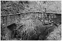 California Buckeye (Aesculus californica) and stone bridge,  Alum Rock Park. San Jose, California, USA ( black and white)