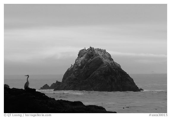 Bird and seastack at sunset. Point Lobos State Preserve, California, USA (black and white)