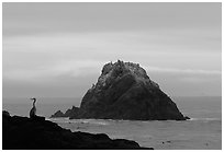 Bird and seastack at sunset. Point Lobos State Preserve, California, USA (black and white)