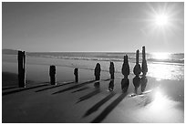 Row of wood pilars and sun near Fort Funston,  late afternoon, San Francisco. San Francisco, California, USA (black and white)