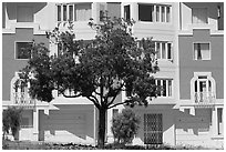 Tree and colorful house. San Francisco, California, USA (black and white)