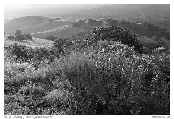 Bush and hills, sunrise, Fort Ord National Monument. California, USA