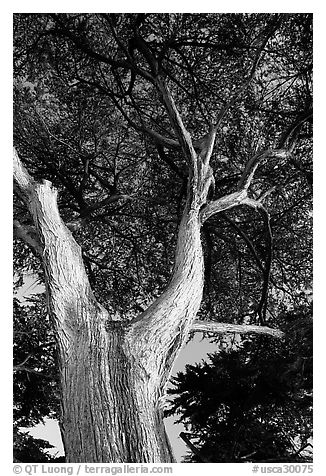 Monterey Pine at Lover's Point. Pacific Grove, California, USA