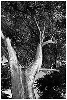 Monterey Pine at Lover's Point. Pacific Grove, California, USA ( black and white)