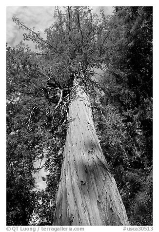 Redwood tree, looking upwards. Big Basin Redwoods State Park,  California, USA (black and white)