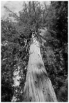 Redwood tree, looking upwards. Big Basin Redwoods State Park,  California, USA ( black and white)