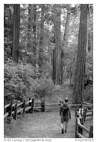 Hiker on trail. Big Basin Redwoods State Park,  California, USA (black and white)