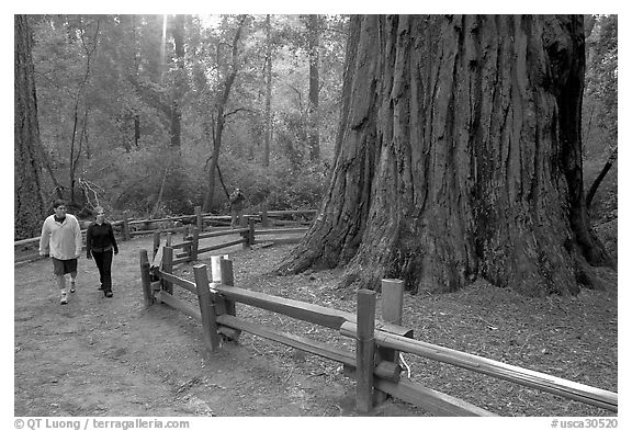 Tourists near the tree named Mother of the Forest, a 329 foot high tree. Big Basin Redwoods State Park,  California, USA (black and white)