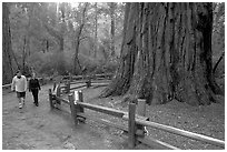 Tourists near the tree named Mother of the Forest, a 329 foot high tree. Big Basin Redwoods State Park,  California, USA ( black and white)