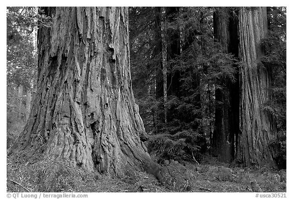 Redwood trees. Big Basin Redwoods State Park,  California, USA