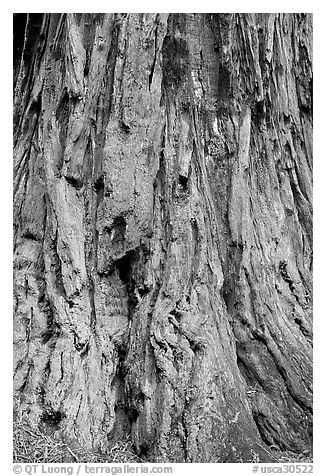 Detail of redwood tree bark. Big Basin Redwoods State Park,  California, USA