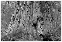 Base of redwood tree named Father of the Forest. Big Basin Redwoods State Park,  California, USA (black and white)