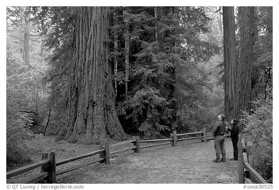 Tourists standing amongst redwood trees. Big Basin Redwoods State Park,  California, USA