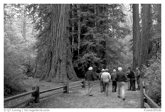 Tourists walking on trail amongst redwood trees. Big Basin Redwoods State Park,  California, USA