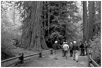Tourists walking on trail amongst redwood trees. Big Basin Redwoods State Park,  California, USA (black and white)