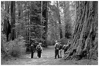 Tourists amongst redwood trees. Big Basin Redwoods State Park,  California, USA (black and white)