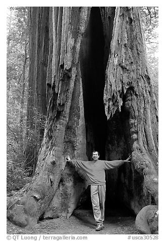 Visitor standing at the base of a hollowed-out redwood tree. Big Basin Redwoods State Park,  California, USA (black and white)