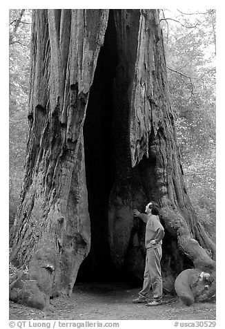 Visitor standing at the base of a hollowed-out redwood tree. Big Basin Redwoods State Park,  California, USA