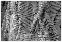 Bark texture of a redwood tree. Big Basin Redwoods State Park,  California, USA (black and white)