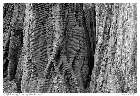 Trunks of redwood trees with curious texture. Big Basin Redwoods State Park,  California, USA (black and white)