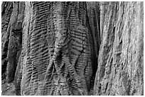 Trunks of redwood trees with curious texture. Big Basin Redwoods State Park,  California, USA (black and white)