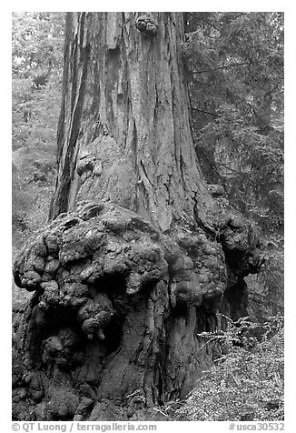 Burl at the base of a redwood tree. Big Basin Redwoods State Park,  California, USA