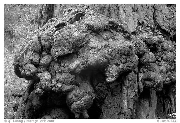 Redwood tree burl. Big Basin Redwoods State Park,  California, USA (black and white)