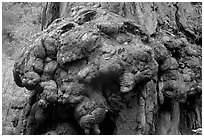 Redwood tree burl. Big Basin Redwoods State Park,  California, USA (black and white)