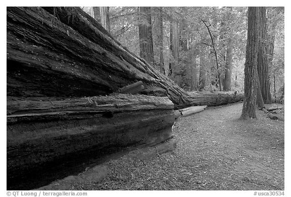 Fallen giant redwood. Big Basin Redwoods State Park,  California, USA (black and white)