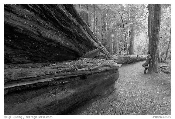 Visitor looking at fallen redwood tree. Big Basin Redwoods State Park,  California, USA