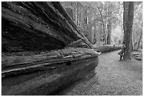 Visitor looking at fallen redwood tree. Big Basin Redwoods State Park,  California, USA (black and white)