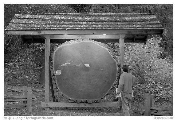 Visitor looking at a redwood cross-section with age tags. Big Basin Redwoods State Park,  California, USA